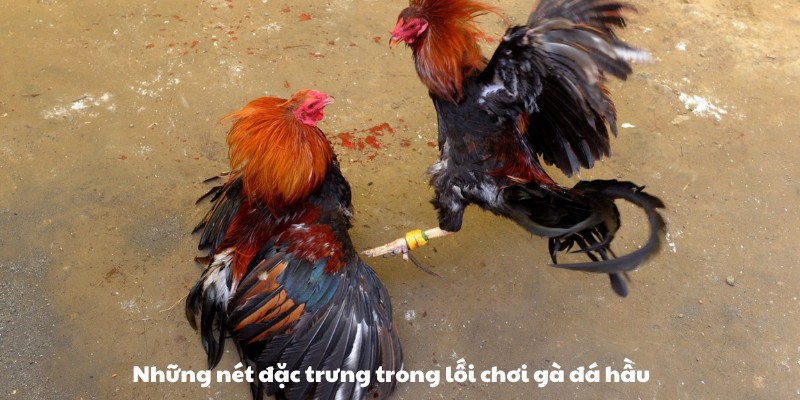 Những đặc trưng trong lối chơi của gà đá hầu